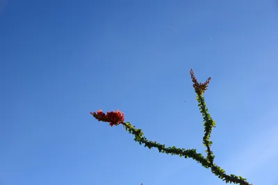 DSC_1832 (Large).JPG